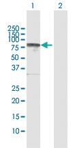 Anti-SNX9 Rabbit Polyclonal Antibody