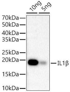 Western blot analysis of recombinant mouse IL-1 beta protein, using Anti-IL-1 beta Antibody [ARC56180] (A309100) at 1:2,000 dilution The secondary antibody was Goat Anti-Rabbit IgG H&L Antibody (HRP) at 1:10,000 dilution Lysates/proteins were present at 25 µg per lane