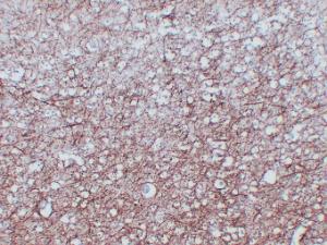 Anti-Myelin Basic Protein Mouse Monoclonal Antibody [clone: ABT-MBP]