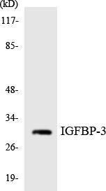 Western blot analysis of the lysates from HT 29 cells using Anti-IGFBP-3 Antibody