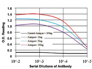 Anti-NEDD8 Mouse Monoclonal Antibody [clone: 5B8]