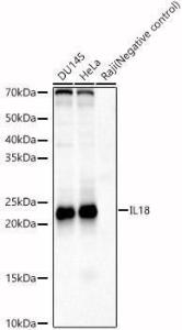 Western blot analysis of various lysates, using Anti-IL-18 Antibody (A8859) at 1:1,000 dilution. The secondary antibody was Goat Anti-Rabbit IgG H&L Antibody (HRP) at 1:10,000 dilution.