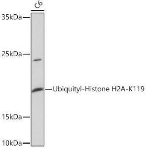 Western blot analysis of extracts of C6 cells, using Anti-Histone H2A Antibody (A93076) at 1:1,000 dilution. The secondary antibody was Goat Anti-Rabbit IgG H&L Antibody (HRP) at 1:10,000 dilution.