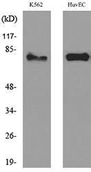 Western blot analysis of lysate from K56 HUVEC cells using Anti-HSD17B4 Antibody