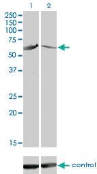 Anti-CAMK4 Mouse Monoclonal Antibody [clone: 1A3]