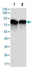 Anti-NEDD8 Mouse Monoclonal Antibody [clone: 5B8]