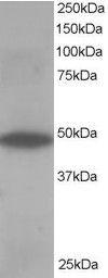 Anti-OSBPL1A antibody