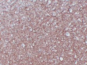 Anti-Myelin Basic Protein Mouse Monoclonal Antibody [clone: ABT-MBP]