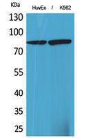 Western blot analysis of HuvEc, K562 cells using Anti-HSD17B4 Antibody