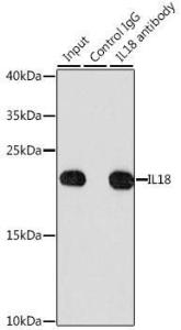 Immunoprecipitation analysis of 200µg extracts of HeLa cells using 3µg of Anti-IL-18 Antibody (A8859). This Western blot was performed on the immunoprecipitate using Anti-IL-18 Antibody (A8859) at a dilution of 1:1000.