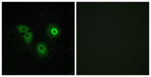 Immunofluorescence analysis of A549 cells using Anti-OR4A15 Antibody. The right hand panel represents a negative control, where the antibody was pre-incubated with the immunising peptide