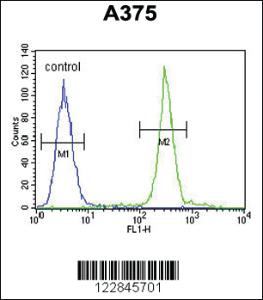 Anti-ARL8A Rabbit Polyclonal Antibody