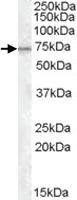 Anti-MEPCE Goat Polyclonal Antibody