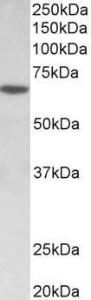 Anti-SOX11 Goat Polyclonal Antibody