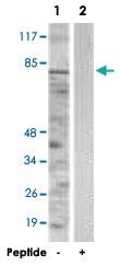 Anti-PRKCQ Rabbit Polyclonal Antibody