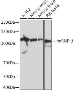 Western blot analysis of extracts of various cell lines, using Anti-hnRNP U/p120 Antibody [ARC0942] (A307864) at 1:1,000 dilution