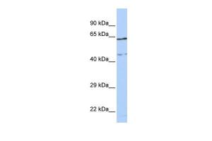 Anti-CCDC74A Rabbit Polyclonal Antibody