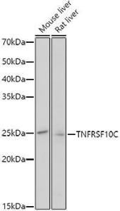 Western blot analysis of extracts of various cell lines, using Anti-DcR1 Antibody (A8876) at 1:1,000 dilution The secondary antibody was Goat Anti-Rabbit IgG H&L Antibody (HRP) at 1:10,000 dilution Lysates/proteins were present at 25 µg per lane