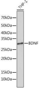 Western blot analysis of extracts of THP-1 cells, using Anti-BDNF Antibody [ARC0303] (A309102) at 1:1,000 dilution The secondary antibody was Goat Anti-Rabbit IgG H&L Antibody (HRP) at 1:10,000 dilution Lysates/proteins were present at 25 µg per lane