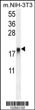 Anti-ARL8A Rabbit Polyclonal Antibody