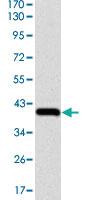 Anti-NEDD8 Mouse Monoclonal Antibody [clone: 5B8]