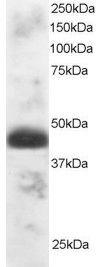 Antibody anti-TFEC 100 µg