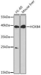 Antibody A93080-100 100 µl