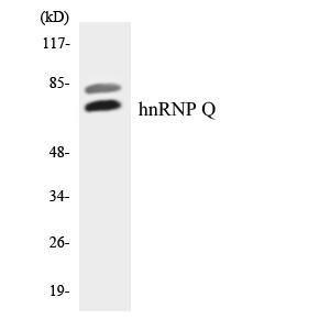 Western blot analysis of the lysates from HT 29 cells using Anti-hnRNP Q Antibody