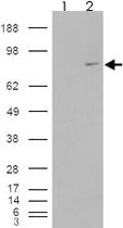 Anti-MEPCE Goat Polyclonal Antibody