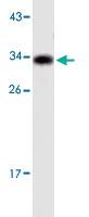 Anti-GSK3A Mouse Monoclonal Antibody [clone: IgG1]