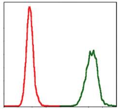 Anti-NEDD8 Mouse Monoclonal Antibody [clone: 5B8]