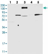 Anti-CCDC144A Rabbit Polyclonal Antibody