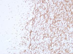 Anti-Myelin Basic Protein Mouse Monoclonal Antibody [clone: ABT-MBP]