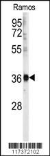 Anti-U2AF1 Rabbit Polyclonal Antibody