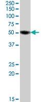 Anti-EGR4 Goat Polyclonal Antibody