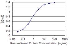 Anti-RAB1B Mouse Monoclonal Antibody [clone: 1B2]