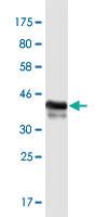 Anti-ZBTB33 Mouse Monoclonal Antibody [clone: 3A8]