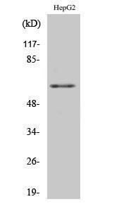 Anti-hnRNP K Rabbit Polyclonal Antibody