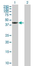 Anti-TWF1 Mouse Polyclonal Antibody