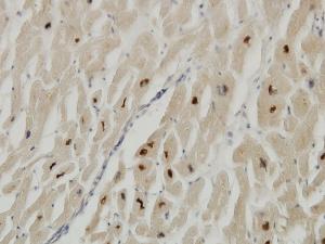 Anti-TTN Mouse Monoclonal Antibody [clone: 7D3]