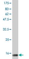 Anti-CD40L Mouse Monoclonal Antibody [clone: 2G3]