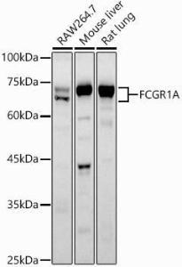 Anti-CD64 Antibody (A8886)