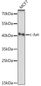 Anti-c-Jun Rabbit Polyclonal Antibody