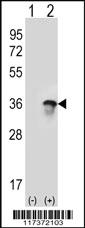 Anti-U2AF1 Rabbit Polyclonal Antibody