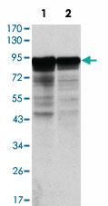 Anti-NEFL Mouse Monoclonal Antibody [clone: 1H3]