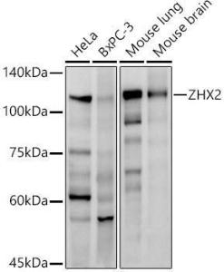 Western blot analysis of extracts of various cell lines, using Anti-ZHX2 Antibody [ARC2826] (A309103) at 1:1000 dilution