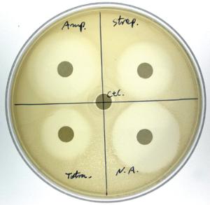 Kit d'expérimentation, sensibilité aux antibiotiques et dépistage de bactéries