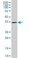 Anti-TWF1 Mouse Polyclonal Antibody