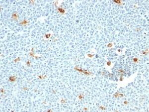 Immunohistochemical analysis of formalin-fixed, paraffin-embedded human tonsil using Anti-Macrophage Antibody [LN-5]