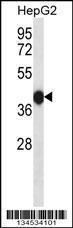 Anti-DUSP15 Rabbit Polyclonal Antibody (AP (Alkaline Phosphatase))